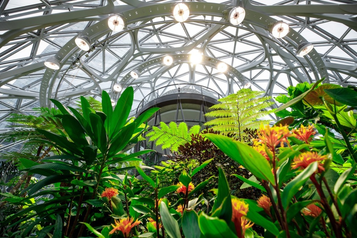 Plants, trees and sunlight take centre stage in The Spheres. Picture: Jordan Stead, Amazon