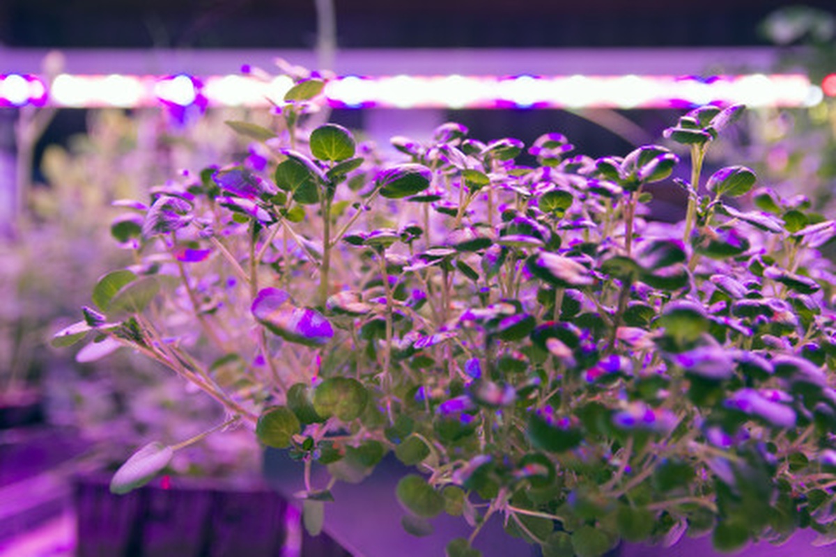 Baby watercress plants under Current by GE Arize LED lights, which deliver a balanced light spectrum