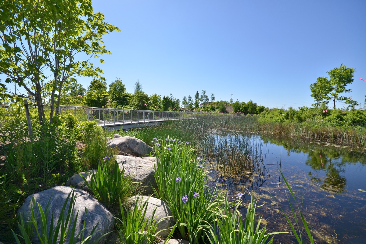  A view of the Corktown Common marsh and surrounding vegetation