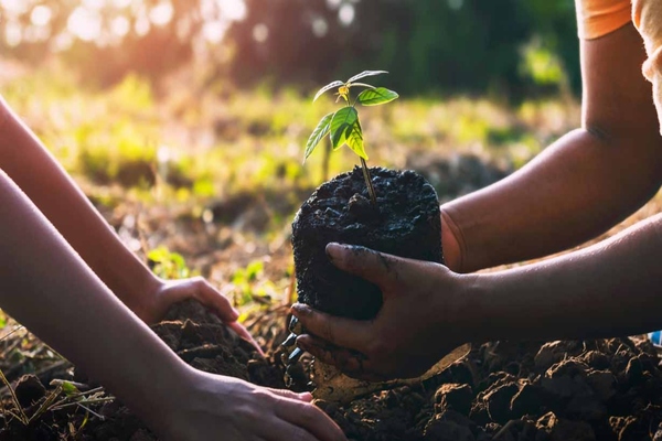Verizon will plant a tree for every one of its eco-friendly accessory sold this year