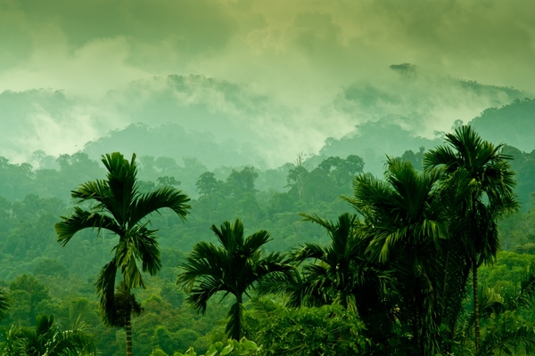 Cop26:伙伴关系旨在利用人工智能和数据保护热带雨林