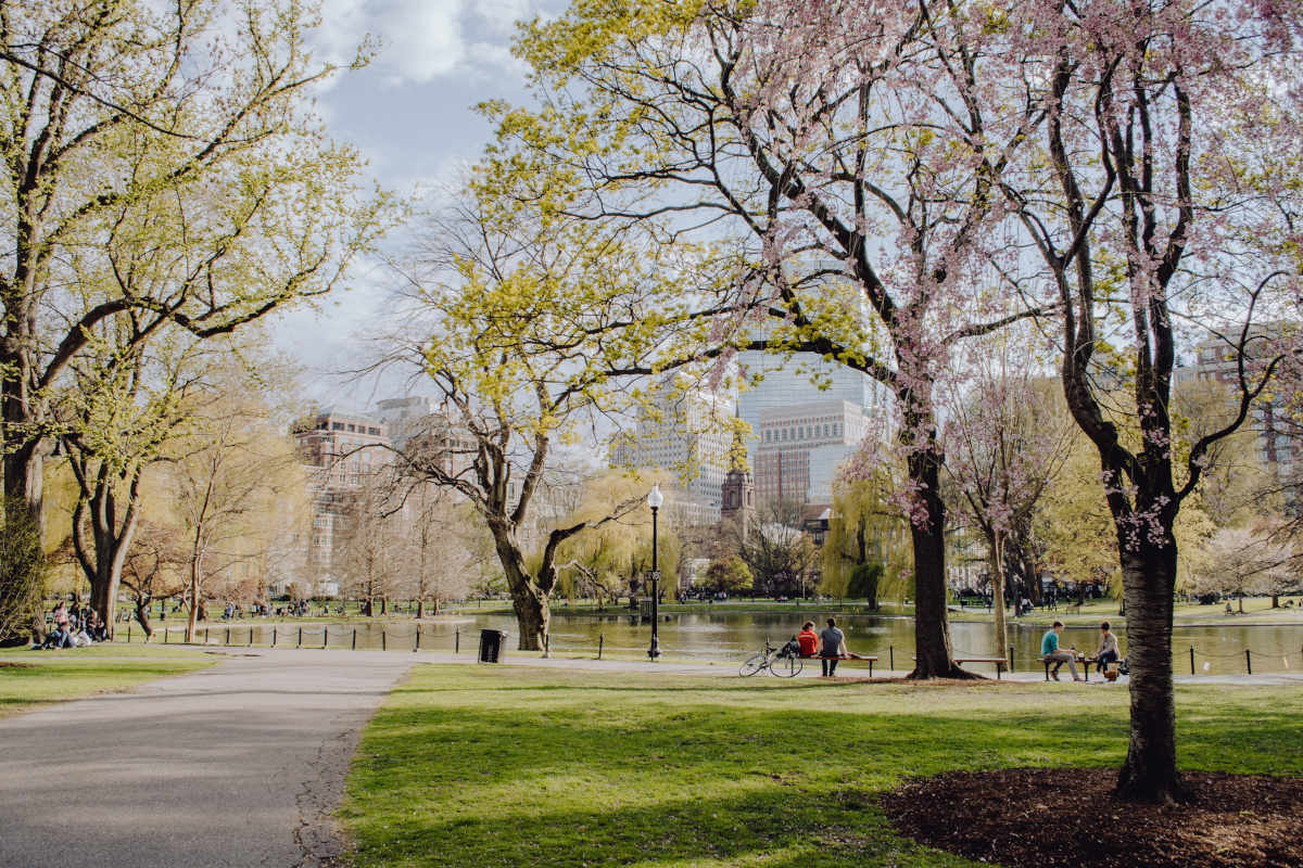 Bolstering the tree canopy is a significant part of Boston's plans to tackle urban heat