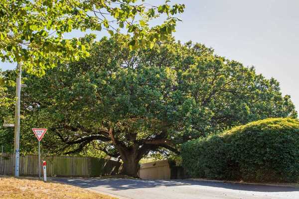 Greater Geelong designated a Tree City of the World