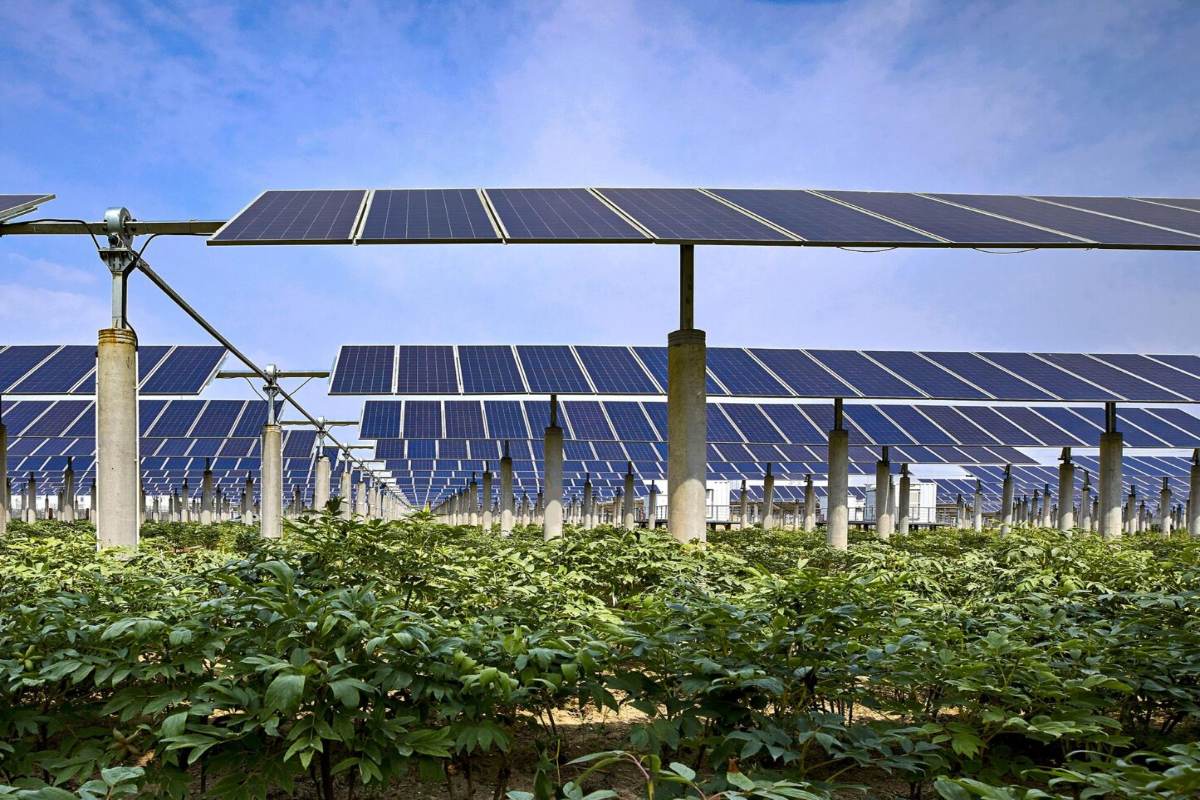 Tech companies purchase energy from Sicilian solar project