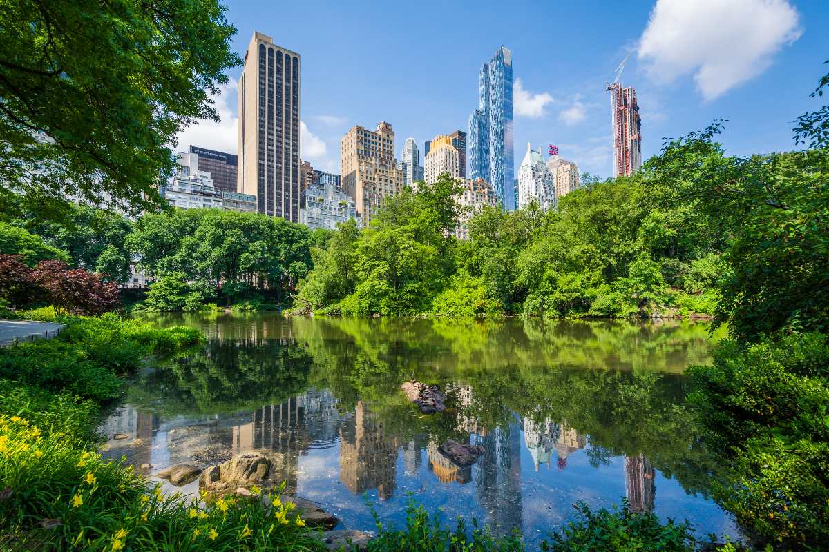New York City launches urban forest plan