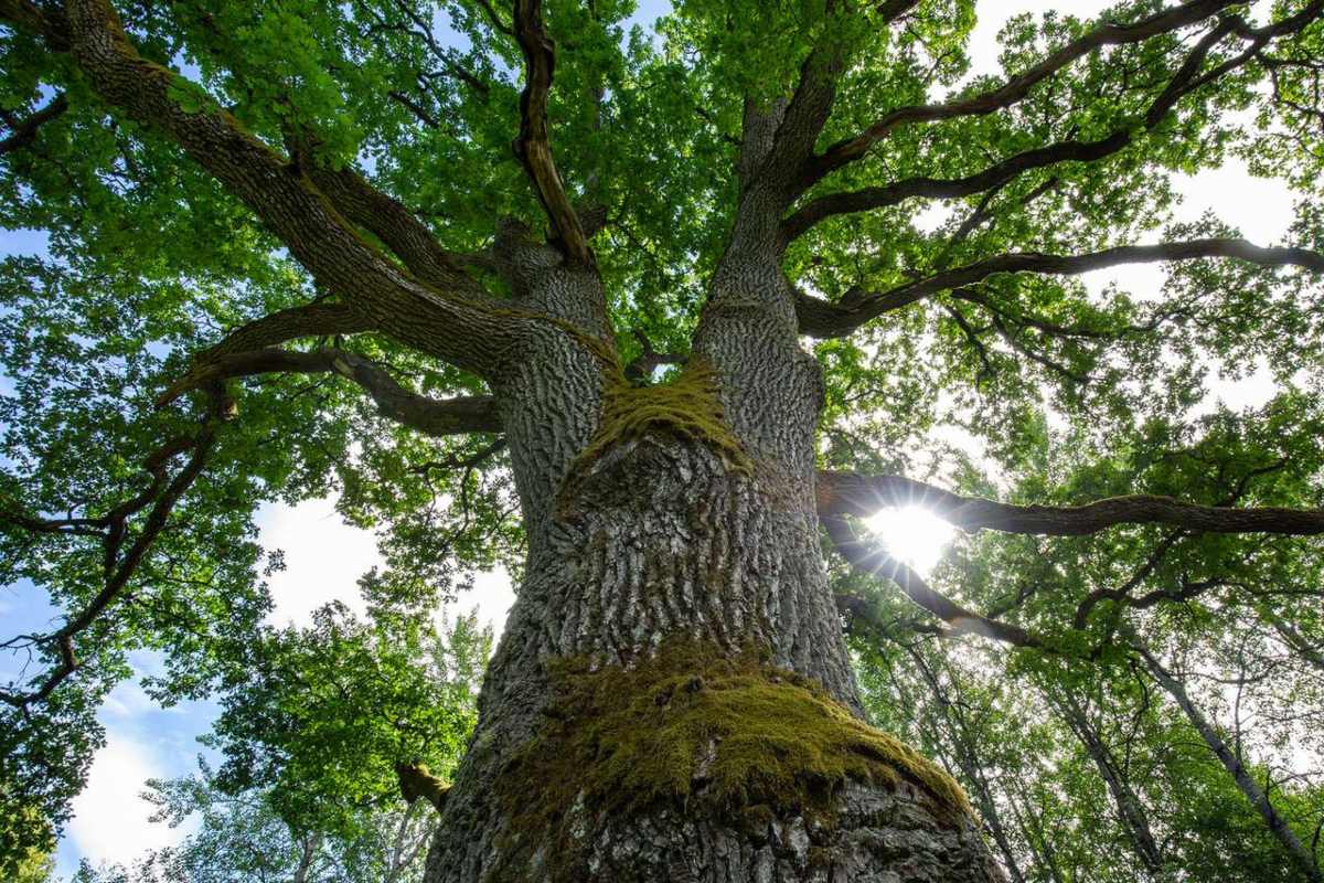 The role Espoo&rsquo;s trees are playing in climate action